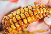 Crispy Air Fryer Corn Ribs