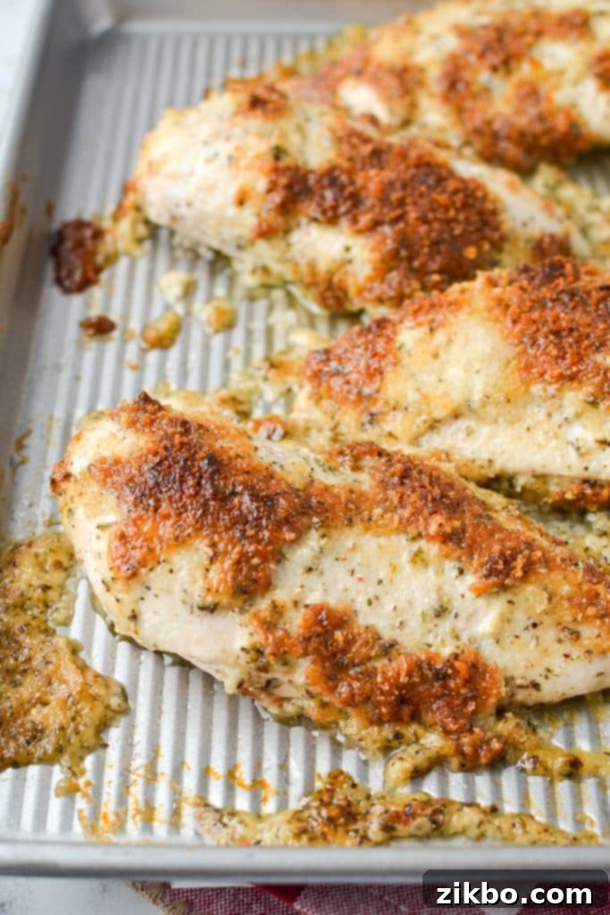 Creamy Parmesan Chicken 7 A sheet pan showcasing four beautifully baked, parmesan crusted chicken breasts, golden and ready to be served.